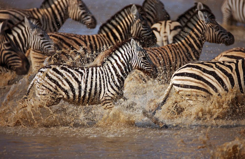 Herd Mentality